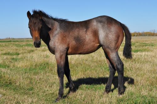 #09 Name Pending - 19 June 16, AQHA, Bay Roan, Filly (My Brand A Music) X (Shyla Laico)